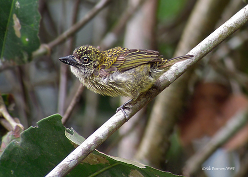 Pogoniulus scolopaceus flavisquamatus