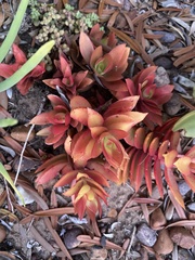 Crassula capitella