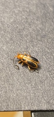 Phyllobrotica sororia
