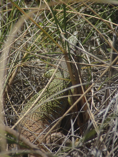Sierra Nevada Ocellated Lizard, Murcia, ES-MU, ES, photo 10 of 10