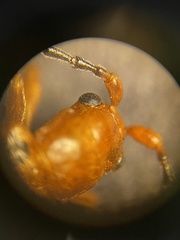 Phyllobrotica sororia