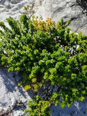 Agathosma lanceolata