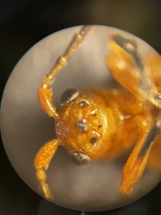 Phyllobrotica sororia