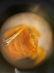 Phyllobrotica sororia