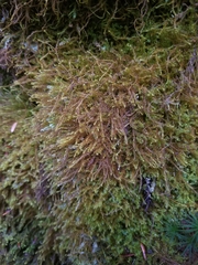 Herbertus dicranus