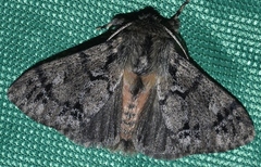 Ocneria atlantica