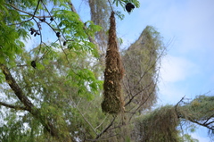 Enterolobium