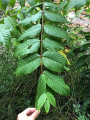 Juglans neotropica