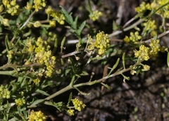Rorippa curvisiliqua