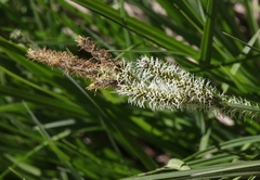 Carex nebrascensis