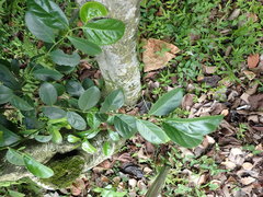 Suregada aequorea