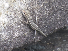 Cryptoblepharus pulcher pulcher