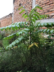 Juglans neotropica
