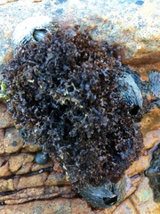 Gelidium pristoides
