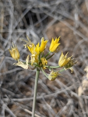 Allium coryi
