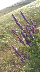 Nepeta tuberosa
