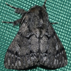 Ocneria atlantica
