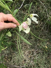 Asimina angustifolia