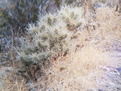 Cylindropuntia echinocarpa