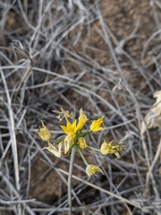 Allium coryi