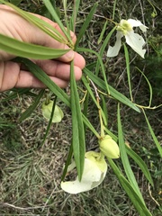 Asimina angustifolia