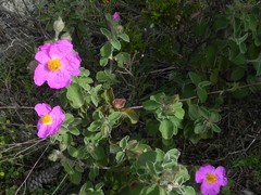 Cistus creticus eriocephalus