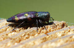 Chrysobothris chrysoela