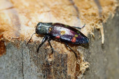 Chrysobothris chrysoela