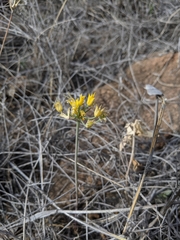 Allium coryi