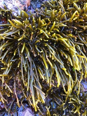 Brassicophycus sisymbrioides