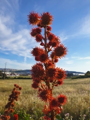 Ricinus communis