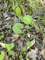 Floerkea proserpinacoides