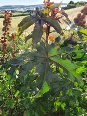 Ricinus communis