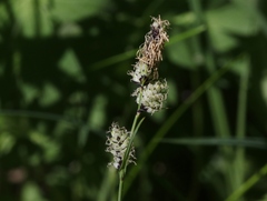 Carex heteroneura