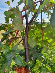 Ricinus communis