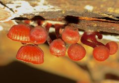 Mycena viscidocruenta image