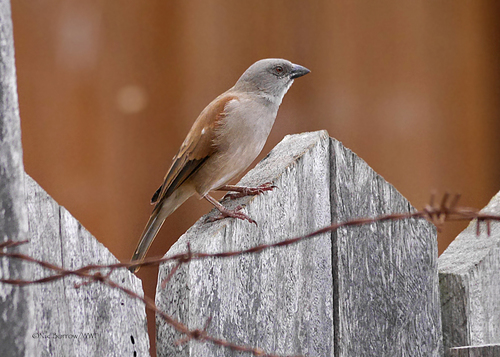 Northern Grey-headed Sparrow
