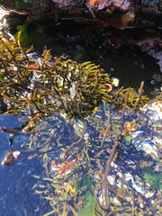 Bifurcariopsis capensis