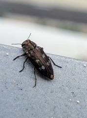 Chrysobothris cribraria