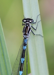 Coenagrion pulchellum