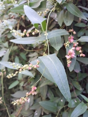 Muehlenbeckia sagittifolia