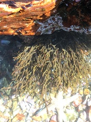 Bifurcariopsis capensis