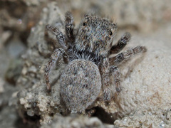 Attulus distinguendus