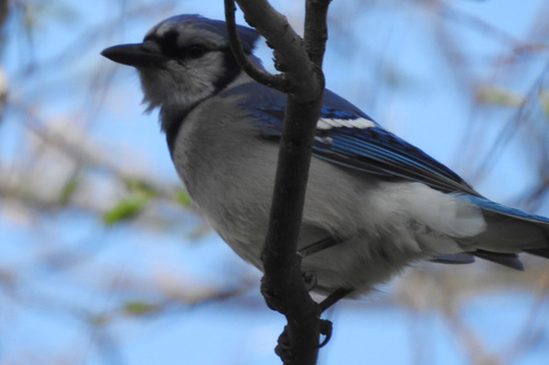 Blue Jay photographed in Nebraska