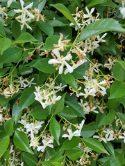 Trachelospermum jasminoides