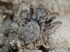 Attulus distinguendus
