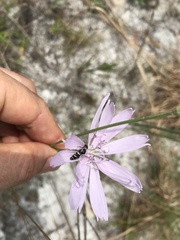 Acmaeodera ornata