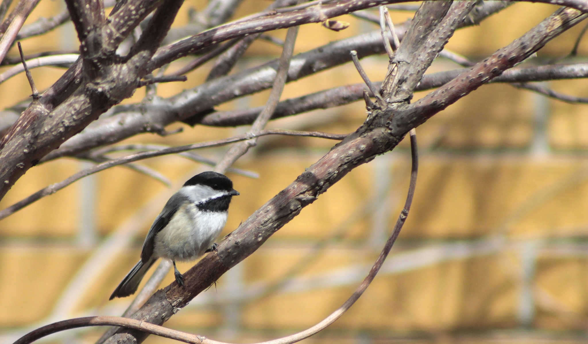 Black-capped Chickadee