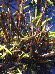 Bifurcariopsis capensis