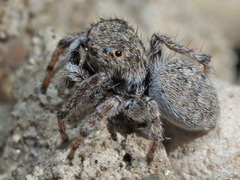 Attulus distinguendus